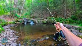 Fly Fishing for INCREDIBLE Trout!!