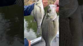 White Bass Bite is on FIRE at Nacimiento Lake #whitebass #whitebassfishing #fishing #topwater