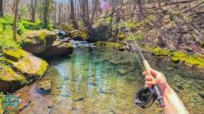 I Explored an INCREDIBLE Creek and Lost a Big Trout!! (Fly Fishing for brook and rainbow trout)