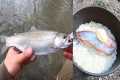 Rainbow Trout Fly Fishing Catch & 