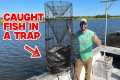 Catching Fish in a Trap (CATCH AND