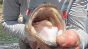 Bull Shoals Lake Bass Fishing Report | May 8 2024 | Del Colvin