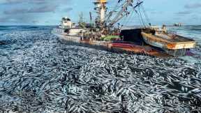 The Life of Fishermen Catching Net Fishing Tuna on Vessell Caught Hundreds of Tons of Tuna At sea