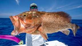 GIANT Deep Sea Grouper... Catch Clean Cook