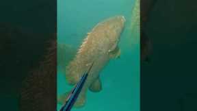 Monster 300kg grouper 😳😳 #fishing #spearfishing #adventure #crocodile
