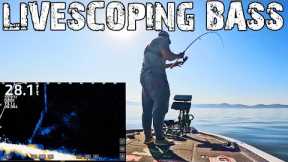 LIVESCOPE FOOTAGE Bass Fishing LAKE GUNTERSVILLE!