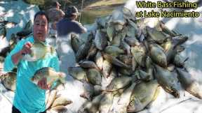White Bass Fishing at Lake Nacimiento (This lake is loaded with White bass and crappies)