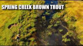 SPRING CREEK IMMERSION: EAST OF THE ANDES - Fly Fishing a Chilean Spring Creek Brown Trout