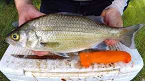 Catch and Cook White Bass - How to catch white bass & striper - Fishing for white bass.