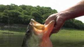 Monster Fish with Dennis Braid - Lake El Salto