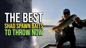 The Best Shad Spawn Baits To Throw Now #lakelanierfishing2024  #bassfishing