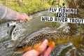 FLY FISHING for WILD River TROUT