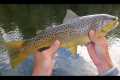 INCREDIBLE Dry Fly Fishing on