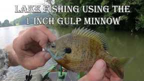 Small lake fishing using the 1-inch gulp minnow - catches them every time.