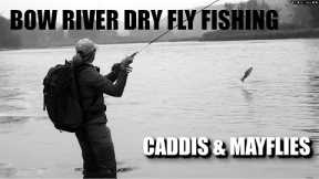 Dry Fly Fishing Alberta's Bow River - Caddis & Mayflies