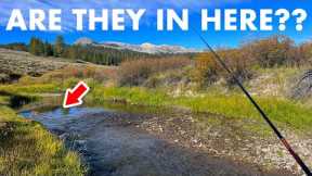 Hunting for Native Trout in a Meandering Mountain Creek (Tenkara Fly Fishing)
