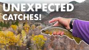 Does This Creek REALLY Have the Dumbest Fish Ever?? (Tenkara Fly Fishing)
