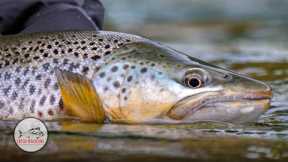 Fly Fishing for HUGE NEW ZEALAND Rainbow and Brown TROUT - CEDAR LODGE New Zealand