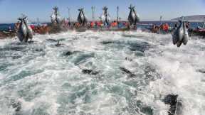 A Way For Fishermen Net Fishing Tuna - Giant Bluefin Tuna Catch Hundred Tons Tuna Fish On the sea #4