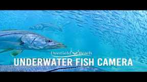 Underwater Camera - Deerfield Beach, Florida