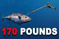 Spearfishing GIANT Dogtooth Tuna...