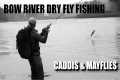 Dry Fly Fishing Alberta's Bow River - 