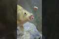 GoldFish Eating Bait Underwater
