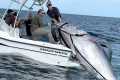 Amazing Fastest Giant Bluefin Tuna