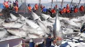 Amazing Big Catch on The Sea - Catching and Processing Hundreds Tons of Fish With Modern Big Boat