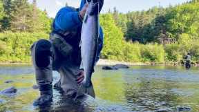 Salmon Fishing in Newfoundlands Pristine Rivers ! - Fly Fishing Atlantic Salmon