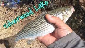 SILVERWOOD LAKE  Stripped Bass 🔥 BITe/Stripped Bass en Silverwood Lake#fishing