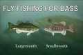 Basics of Fly Fishing for Bass with