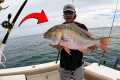 Catching a MUTTON SNAPPER on Pinfish