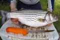 Catch and Cook Striped Bass -