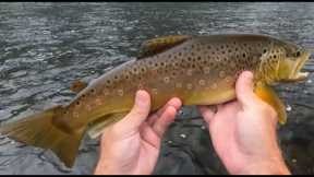 WELCOME TO THE UPPER DELAWARE!!, A Full Day of Fly Fishing the West Branch