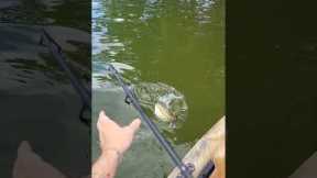 Spotted Bass Destroys Topwater August Lake Lanier