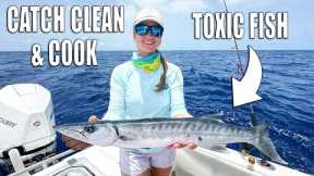 CATCH CLEAN AND COOK BARRACUDA - TOXIC FISH!