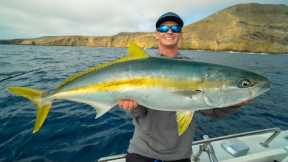 HUGE California Yellowtail! Catch Clean Cook (California Deep Sea Island Fishing)