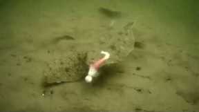 underwater camera view of summer flounder/fluke feeding frenzy