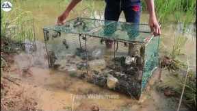 Wow best creative River Crab Trap using Iran net in the lake