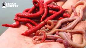 SAVE YOUR MONEY! Artificial Gulp Worms VS LIVE Bloodworms