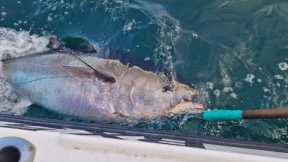 bluefin tuna fishing off falmouth Cornwall sea fishing UK at its BEST