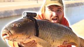 I Strapped a Camera on a Carp! (Underwater Canal Footage)