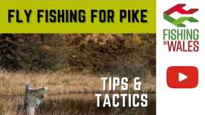 Fly fishing for pike - Tactics and tips