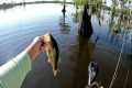 Bass Fishing Iatt Lake Colfax, LA