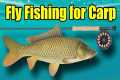 Fly Fishing for Carp – A Beginners