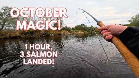 3 Salmon Landed in an Hour! | Salmon Fishing Scotland 2024