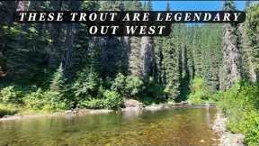 It's LEGENDARY out west - I'd argue it's the US's PREMIER trout!  An Epic Fly Fishing trip!