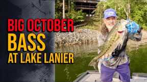 Big October Bass At Lake Lanier