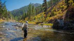 Hundreds Drive by this Blue Ribbon Trout Stream | Fly Fishing